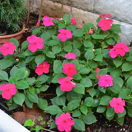 Apartments Zara Appartamento Zara