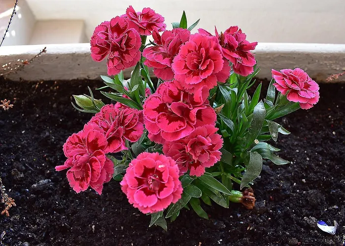 Appartamento Apartments Zara Zara