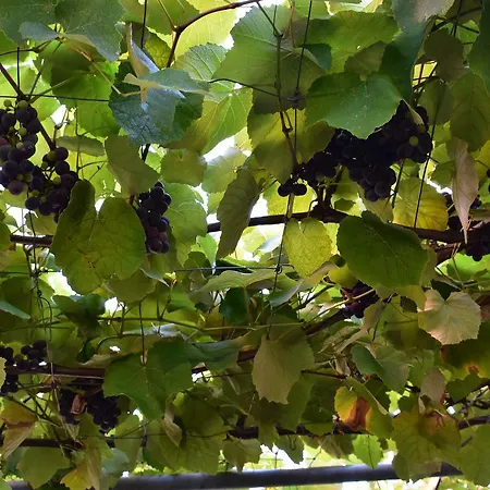 Apartments Zara Zadar