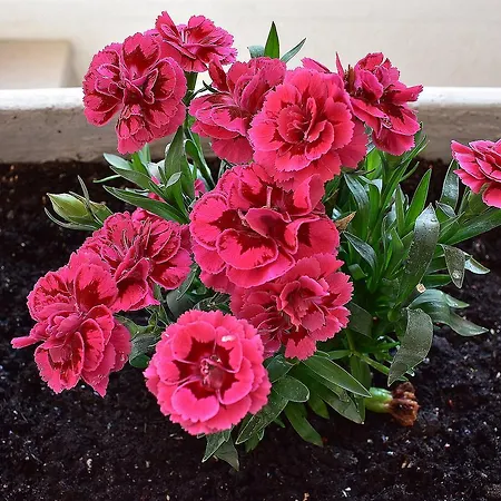 Apartament Apartments Zara Zadar