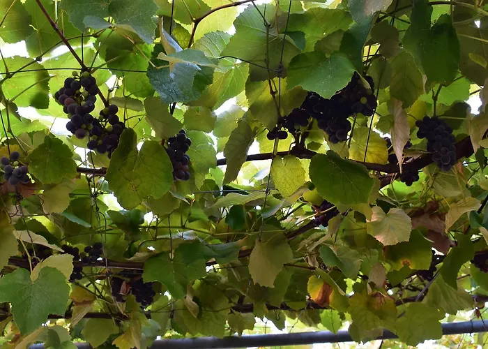 扎拉公寓 扎达尔