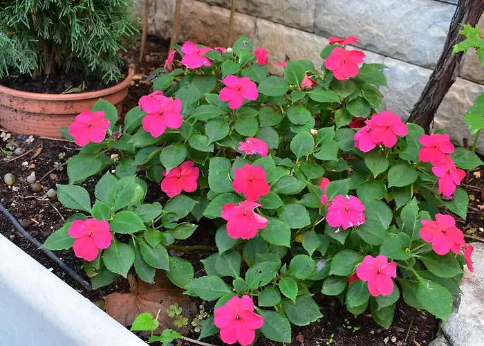 扎拉公寓 公寓 扎达尔